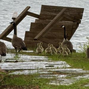 Geese
