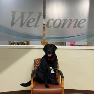 Meet Mango, MaineHealth Pen Bay hospital’s newest therapy dog. (Photo courtesy MaineHealth)