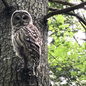 Owl on Beauchamp Point, Rockport (Photo by Lynda Clancy) c