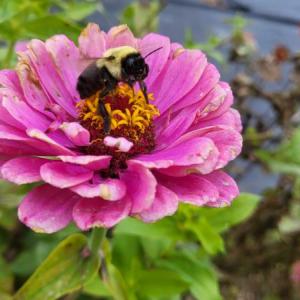 Bumble bee. (Photo courtesy MCHT) 