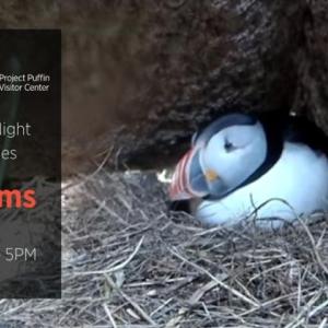 A puffin in a burrow.