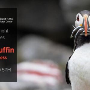 A puffin with fish in its bill.
