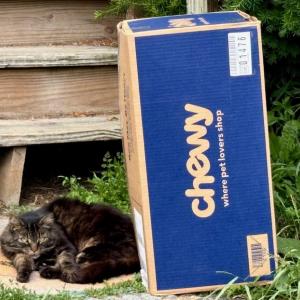 A purr-fect delivery. (Photo courtesy Carolyn Kanicki) c