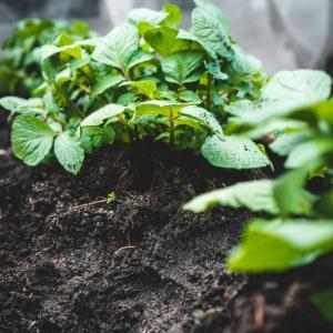 What is in Your Soil? Plant Your Garden with Confidence PFAS are toxic chemicals that are widely used and have accumulated to dangerous levels in agricultural soils in some areas. On tomorrow’s pod we talk with Caleb Goossen, an Organic Crop Specialist at MOFGA (Maine Organic Farmers and Gardeners Association) about why Maine may be the canary in the coal mine for this type of contamination, and how farmers in other areas can know whether their properties are at risk for contamination. As the Organic Crop Specialist for MOFGA he has been helping farmers deal wit