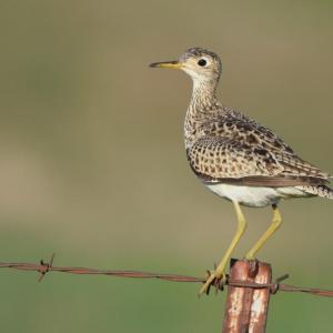 Upland sandpipers, a bird of open grasslands, will sometimes perch on human-made structures like fences as well as on bushes and shrubs, making it easy to see their mottled plumage, long bill and legs, and large, dark eye. (Photo by Wild Return, courtesy Wikipedia Commons)
