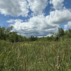 The lot is now listed for sale for $295,000, as “an ideal location for retail, office, or mixed-use development.” Photo by Murray Carpenter. the belfast wetlands.