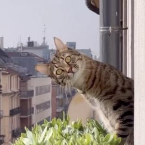 Film still from CatVideoFest 2025. (Photo courtesy Strand Theatre)