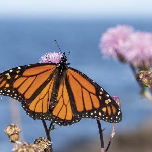 Monarch butterfly on Monhegan, Aug. 10, 2019. (Photo by Bryan Pfeiffer) 