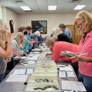 Workshop participants practice identifying aquatic plants. Volunteers play an important role in preventing the spread of invasive aquatic plants in Maine, said Coastal Rivers Conservation Trust. (Photo courtesy Coastal Rivers Conservation Trust)