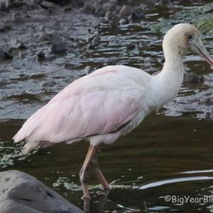 Pink birds don't occur in Maine often, but as of this writing, a roseate spoonbill is making a showing in Cutler, in Downeast Maine, about 1,200 miles from its breeding grounds in South Florida and along the Gulf Coast of Texas to western Louisiana. Courtesy of Ethan Whitaker
Pink birds don't occur in Maine often, but as of this writing, a roseate spoonbill is making a showing in Cutler, in Downeast Maine, about 1,200 miles from its breeding grounds in South Florida and along the Gulf Coast of Texas to western Louisiana. (Photo courtesy of Ethan Whitaker)