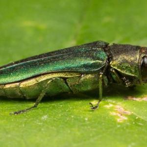 Emerald ash borer. (Photo courtesy University of Maine)