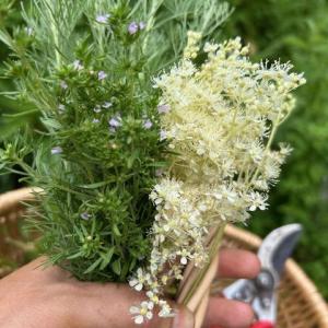 July herbs. (Photo courtesy Merryspring Nature Center)