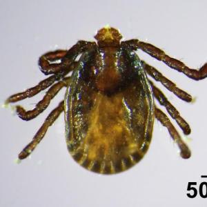 Asian longhorned tick (Haemaphysalis longicornis). (Photo courtesy University of Maine Cooperative Extension)