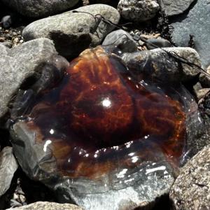 A Lions Mane jellyfish, Aug. 24, on the shore of Penobscot Bay. (Photo by Lynda Clancy) s