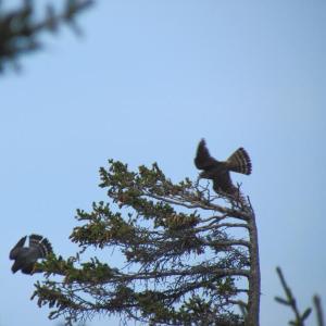 During their spring courtship period, pairs of merlins can sometimes be seen loudly calling and displaying as they zip through the treetops. Courtesy of Jeff Wells