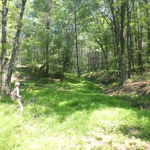 Stiltgrass can form large, dense infestations in forests (Georgetown, ME). Photo by MNAP