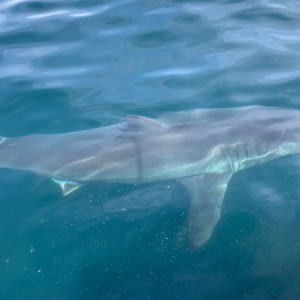 great white shark