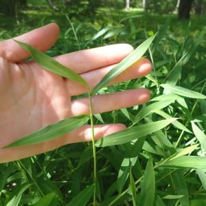 Stiltgrass leaves alternate along the stem and have a silvery stripe along the midrib. (Maine Natural Areas Program photo)