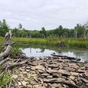Some of the variety property monitors can expect to encounter, like Pickerelweed blooms in the expansive wetland at Midcoast Conservancy’s EarthSong Sanctuary, in Somerville and Washington, Maine. (Photo courtesy Stephanie Hanner)