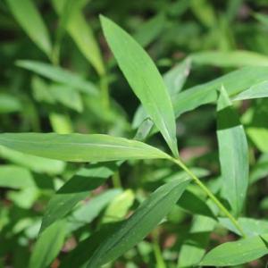 Stiltgrass leaf closeup of silvery stripe along the midrib. (Maine Natural Areas Program photo)