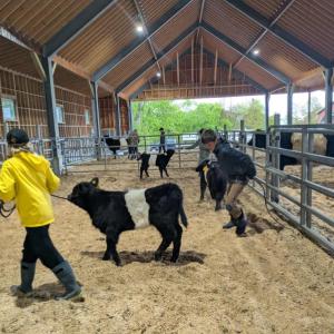 Participants in the Farm Hands program halter-training Belted Galloway calves in Aldermere Farm's Program Barn. (Photo by Erin Espinosa)