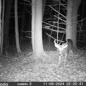 Security camera footage of a Whitetail deer at night