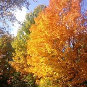 Fall foliage at Merryspring. (Photo courtesy Merryspring Nature Center) Fall foliage at Merryspring