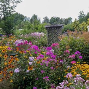 A local garden in autumn
