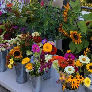 Late summer / fall flowers for arranging. (Photo courtesy Merryspring Nature Center)