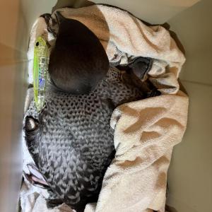 The loon is rescued and transported to York for medical care. (Photo courtesy Dominic Gioia) c