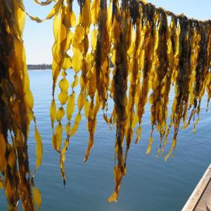 Kelp by Brittney Honisch: Saccharina latissima, or sugar kelp, growing at a Maine commercial kelp farm. Brittney Honisch photo