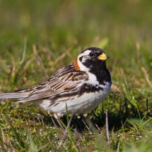 As the authors were standing on a jetty overlooking the Gulf of Maine in Rockport, Massachusetts, they heard a mysterious but familiar call note fly in off the water - a lapland longspur (here the species is shown in breeding plumange). (Photo Wiki Commons: By Ómar Runólfsson - Flickr: Lapland Longspur - Calcarius lapponicus - Sportittlingur, CC BY 2.0, https://commons.wikimedia.org/w/index.php?curid=19955368)