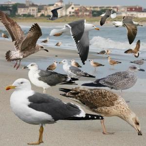 Once rare in Maine, lesser black-backed gulls have become more frequent, likely due to an increasing number that nest in Greenland. Image courtesy of Crossly ID Guide to Eastern Birds, Wiki media Commons