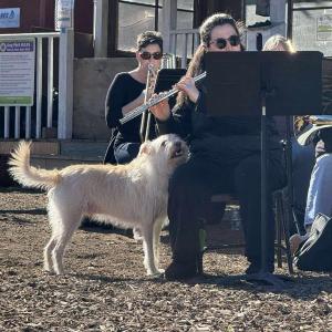 (Photo courtesy Thomaston Dog Park Association)