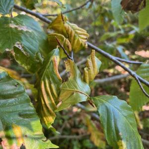 Evidence of disease on a beech tree in Whitefield. (Photo by Zoe B. Thomas) Closeup of a Beech leaf