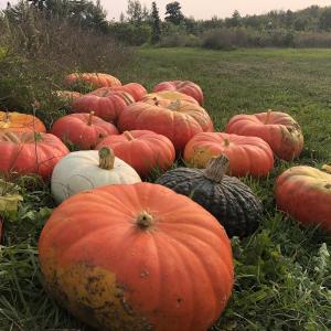 Winter squash that volunteers helped harvest at Erickson Fields Preserve. (Photo courtesy Toni O'Berry)