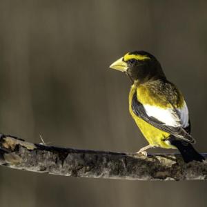 This evening grosbeak was photographed in northern Minnesota. Note the large bill and bright yellow body. Photo courtesy of Lauri Shaull, wikimedia commons This evening grosbeak was photographed in northern Minnesota. Note the large bill and bright yellow body. Photo courtesy of Lauri Shaull, wikimedia commons