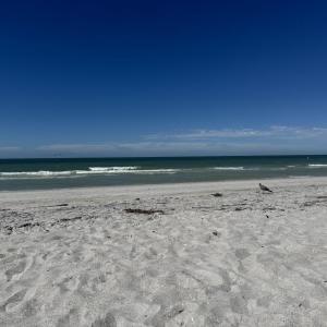 The authors enjoyed looking for birds on the warm, sandy beaches of Florida in October. Courtesy of Reese McAtee. The authors enjoyed looking for birds on the warm, sandy beaches of Florida in October. Courtesy of Reese McAtee.