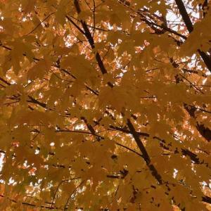 Fall foliage (Photo courtesy Susan Kanellakis) c