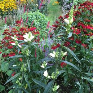 Perennials blooming late in the season
