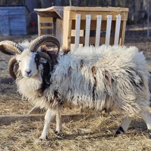 Jacob Sheep Ram from The Farm on Empire. (Photo courtesy Rockport Public Library)
