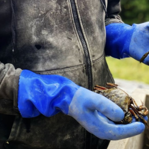 a man holding green crabs in his gloved hands.