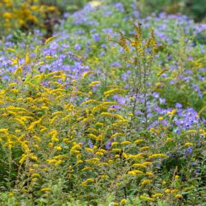Native goldenrod and asters