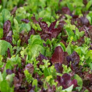 Upclose picture of multi-colored lettuce