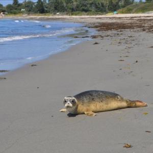 (Photo courtesy Marine Mammals of Maine) Seal on a beach