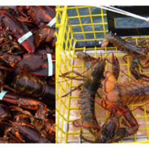 Maine Department of Marine Resources logo