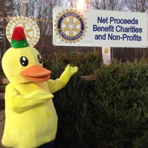 Find the perfect Christmas tree and help support dozens of local and international charities.