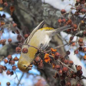 The authors were surprised to hear and see pine grosbeaks (female, shown) on a recent walk. Much earlier than expected for these northern finches. Courtesy of Jeff and Allison Wells