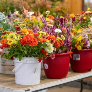 Potted flowers on a table