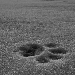 paw print in the snow
